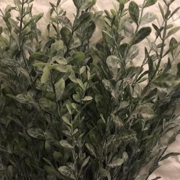 Kirklands Accents Kirklands New Frosted Boxwood Stems Poshmark
